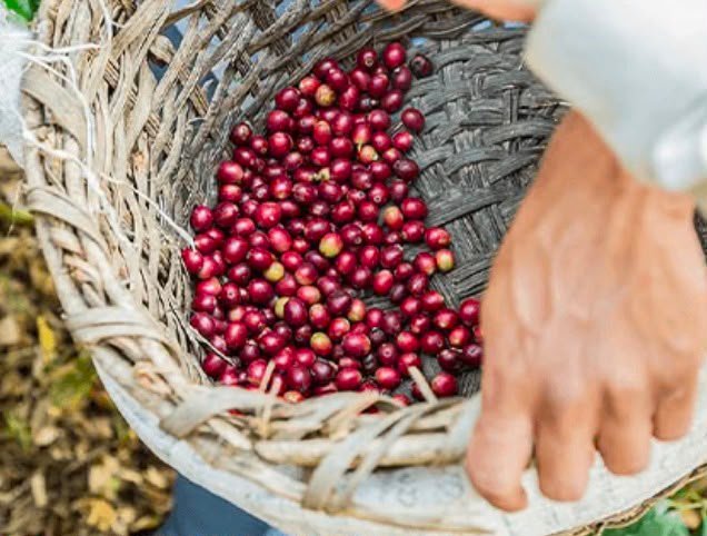 Freshly picked red coffee cherries in a woven basket